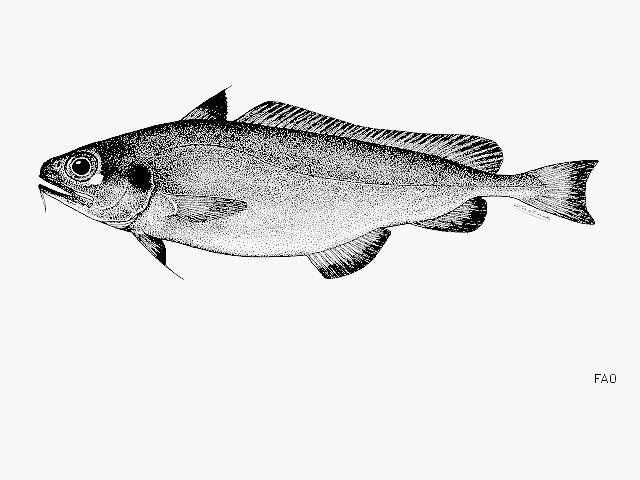 Mora moro (Risso, 1810)